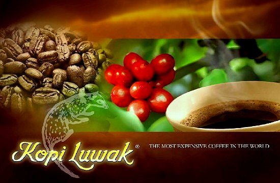 Kopi Luwak Coffee 麝香貓咖啡 又稱為貓屎咖啡